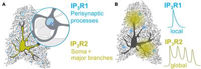 Astrocytic IP3Rs: Beyond IP3R2